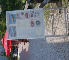 Ponudba kot se šika.